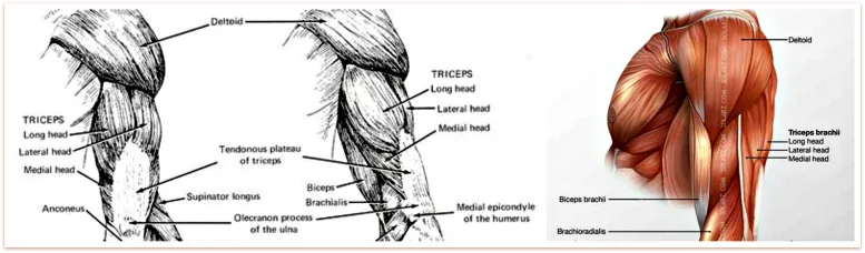 arm muscles human anatomy